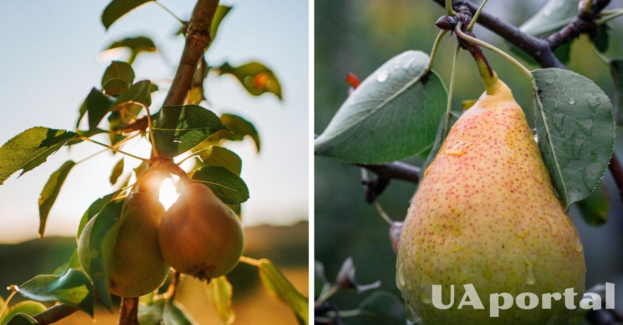 Как подготовить грушу осенью, чтобы весной собрать обильный урожай – советысадоводов